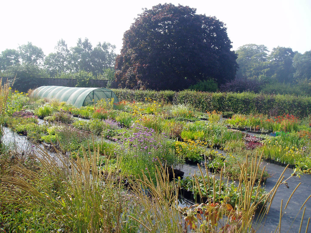 Quercus Garden Plants, Summer