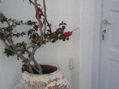 Evagelia's Place