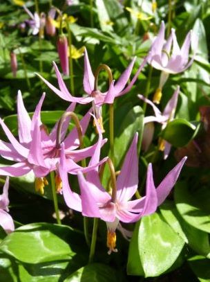 Spinners Garden, Spring