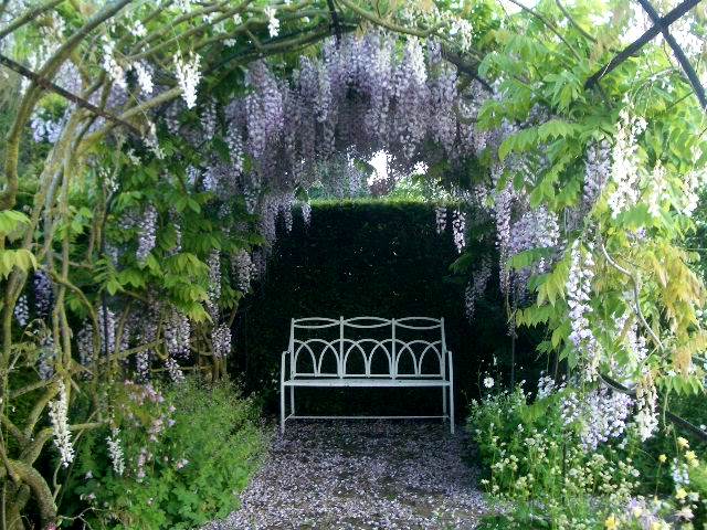 Wisteria, Waterperry Gardens