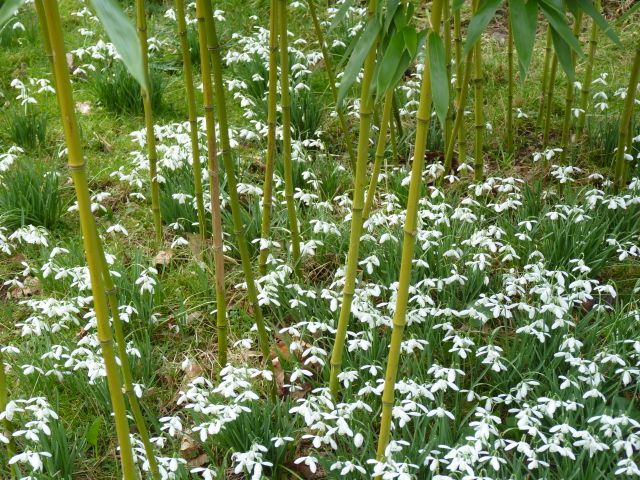 Bamboo and Snowdrops, Kingston Lacy Garden