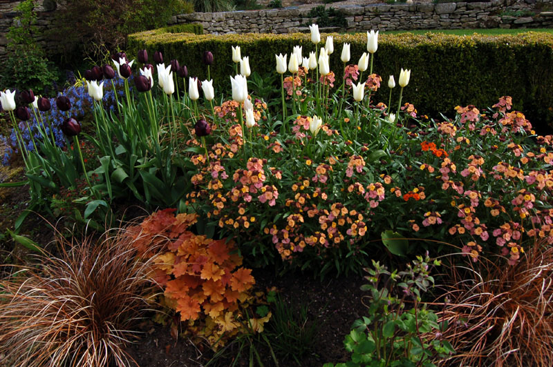 Apricot Border