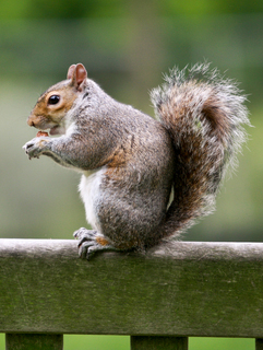 Squirrel London Gardens Walk