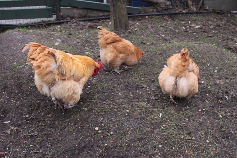 Vauxhall City Farm