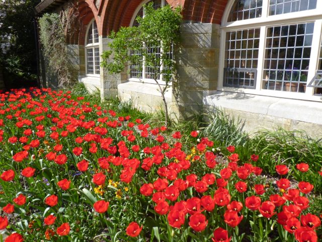 Tulips, Standen Garden