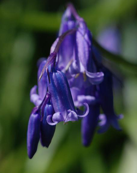 Mottistone Manor, Spring