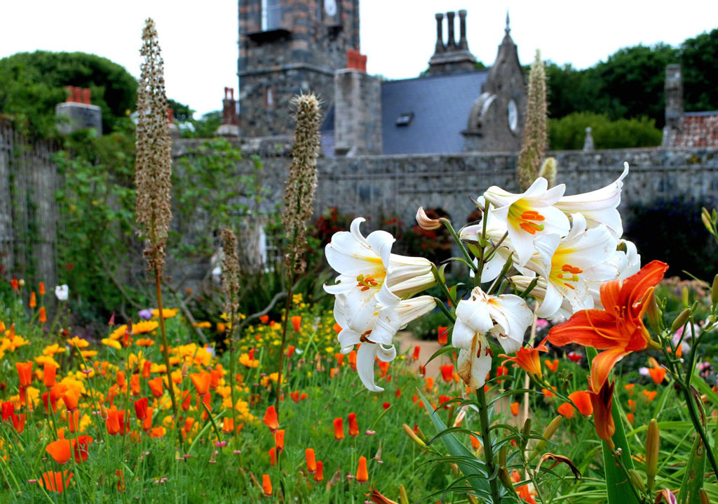 Lilium regale, La Seigneurie