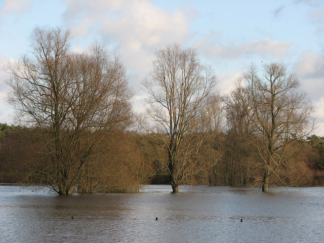 Flooded landscape Holland Netherlands