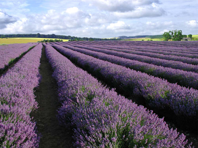 Cotswold Lavender