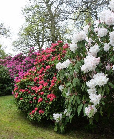 Bowood