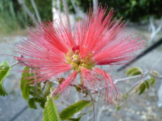 Crete Botanical Garden