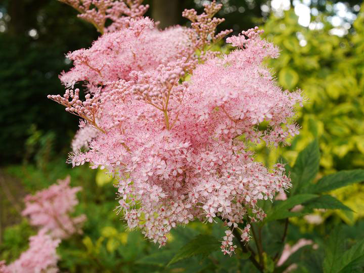 Beth Chatto Gardens, Summer
