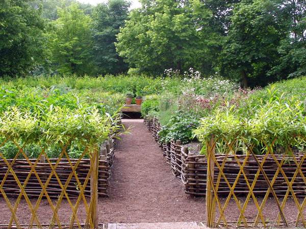 Live Willow Fence around Medicinal Beds