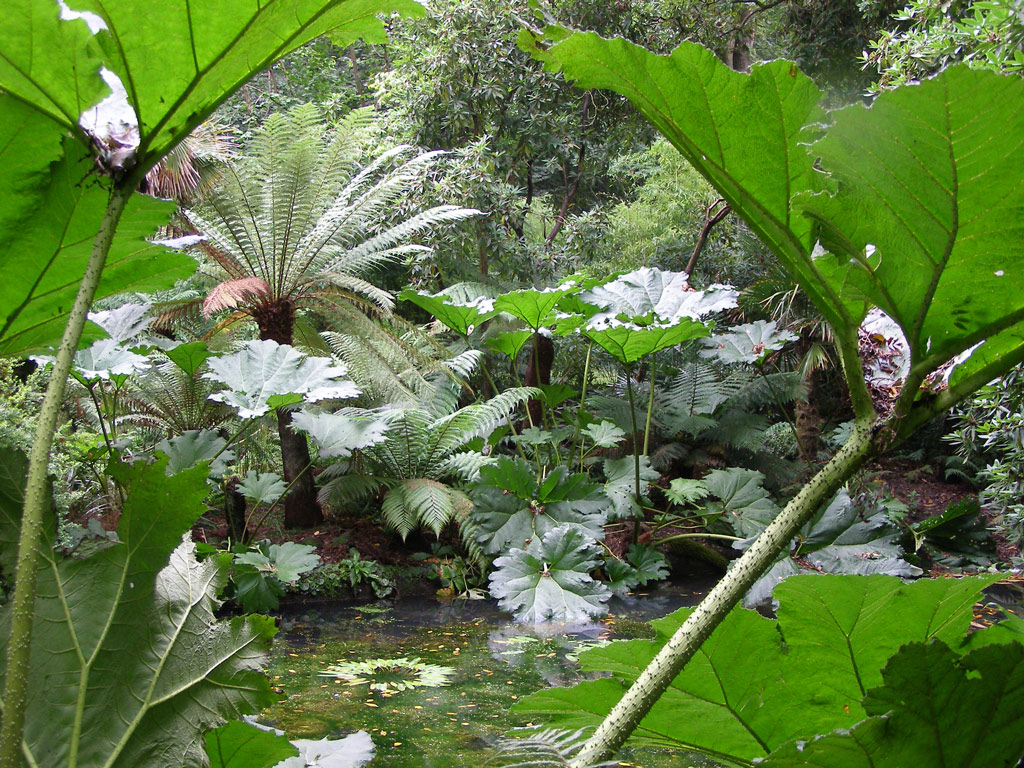 Gunnera, Abbotsbury Gardens