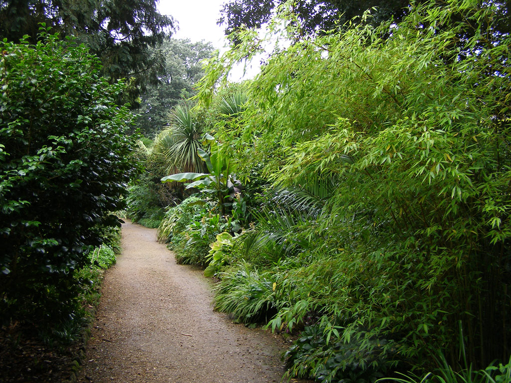 Woodland Path, Abbotsbury Gardens