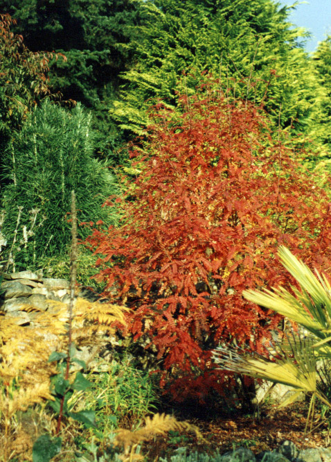 Abriachan Garden, Autumn