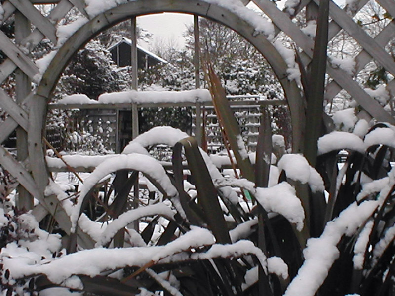 Snow, Abriachan