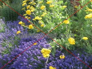 Achillea Lavender
