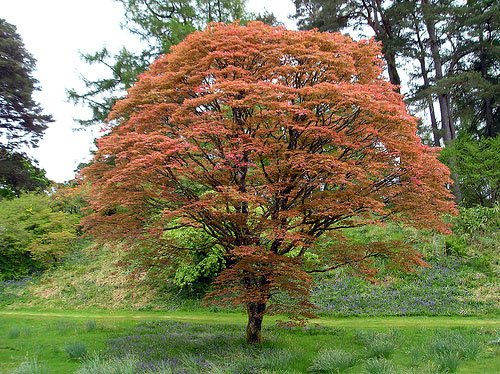 Maple Tree at Achnacloich
