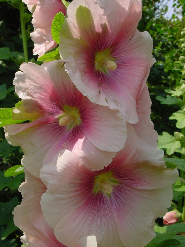 Adams National Historical Garden, Massachusetts