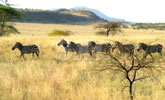 African Landscape