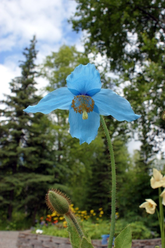 Alaska Botanic Garden
