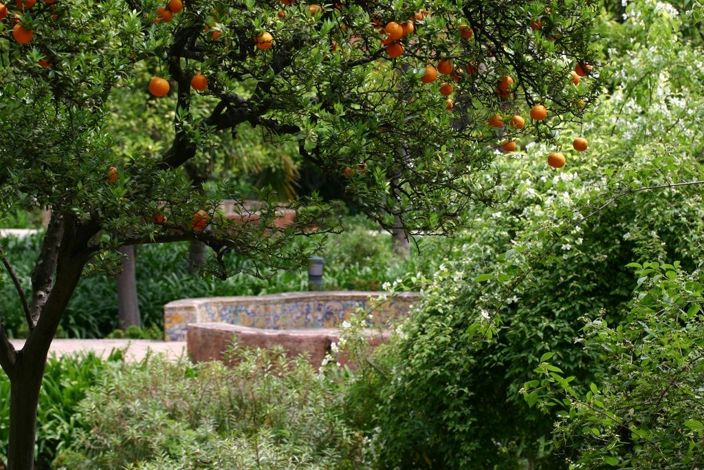 Orange Tree, Jardines de las Reales Alcazares