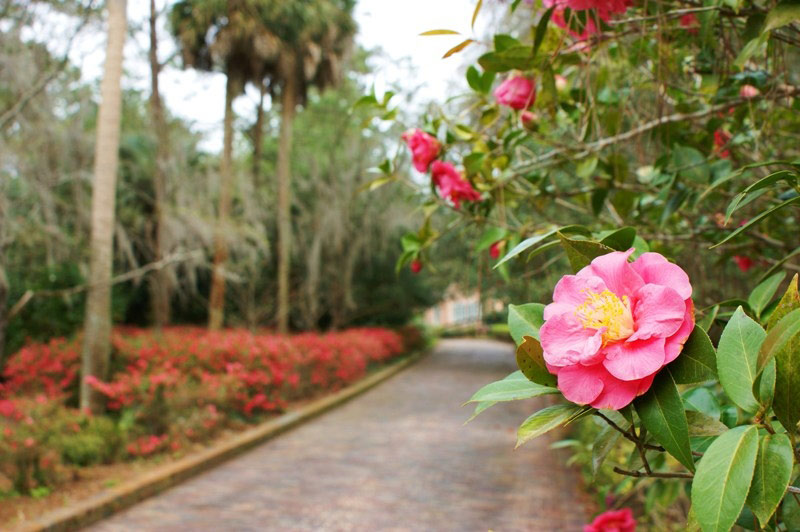 Alfred Maclay State Gardens
