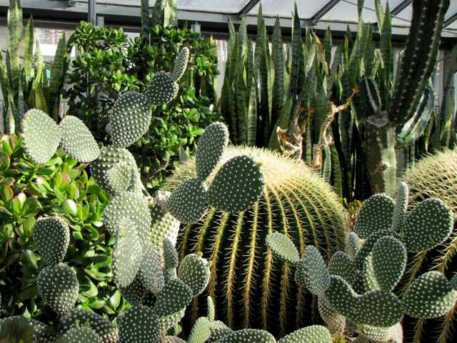 Allan Gardens Conservatory, Ontario