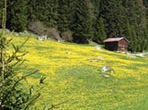 Alpine Meadow, Switzerland