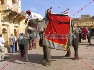 Amber Fort Elephant