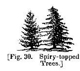 America fig30 spiry topped trees
