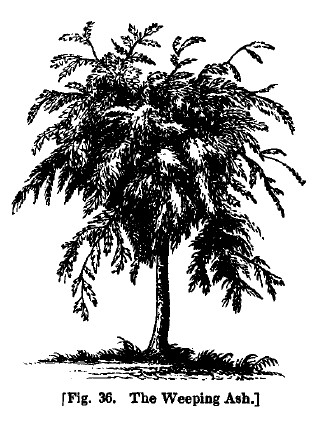 America fig36 weeping ash