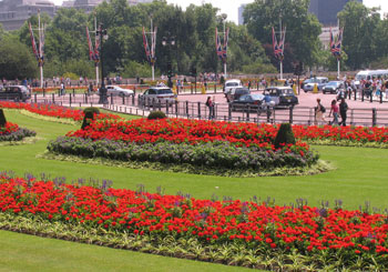 Annual bedding planting design
