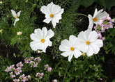 Annual planting design