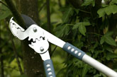 Anvil loppers