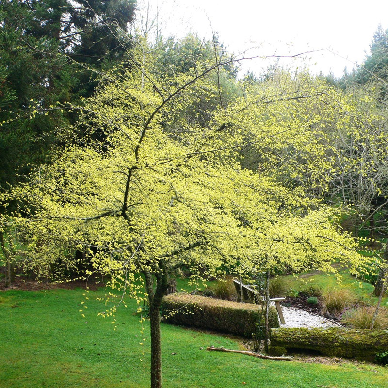 Aramatai Gardens, October