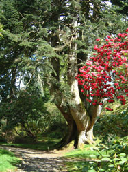 Ardkinglaswoodlandgarden