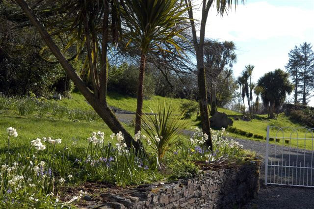 Spring Bulbs, Ardnavaha
