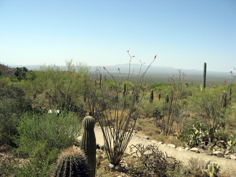 Arizona-Sonora Desert Museum