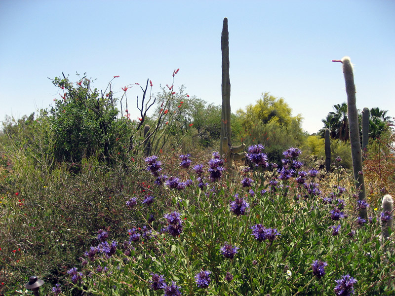 Arizona-Sonora Desert Museum, Tuscon