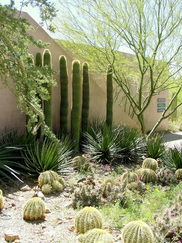 Arizona-Sonora Desert