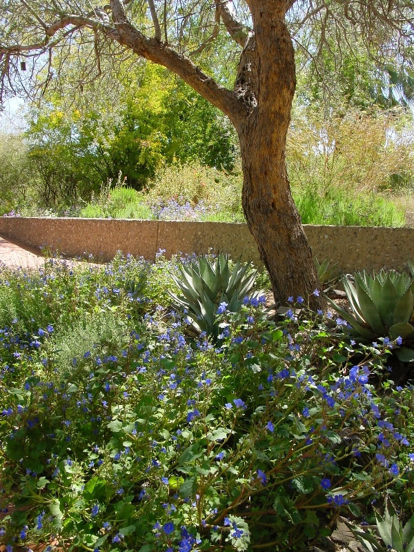Arizona-Sonora Desert Museum, USA