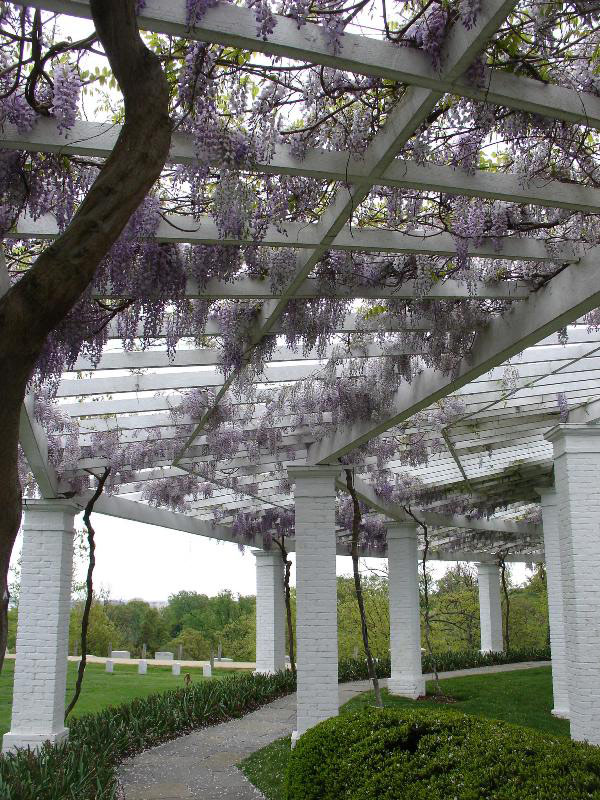 Wisteria, Arlington House Garden