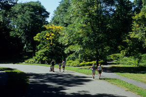 Arnold arboretum