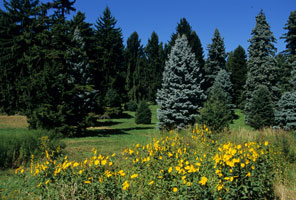 Arnoldarboretum