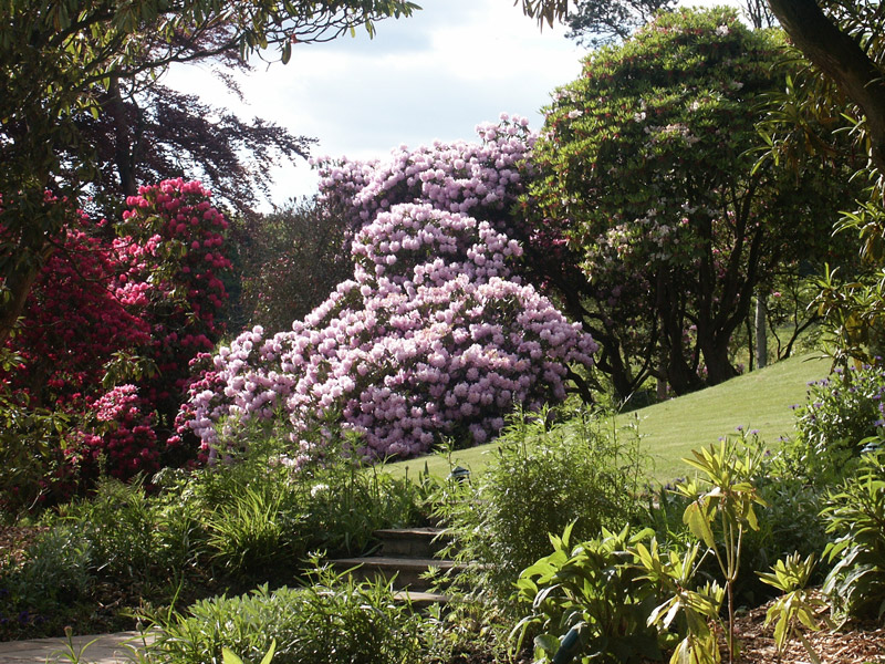 Rhododendrons, Arnot Tower Gardens