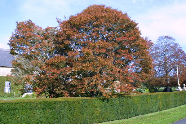 Ashridge Trees, Somerset