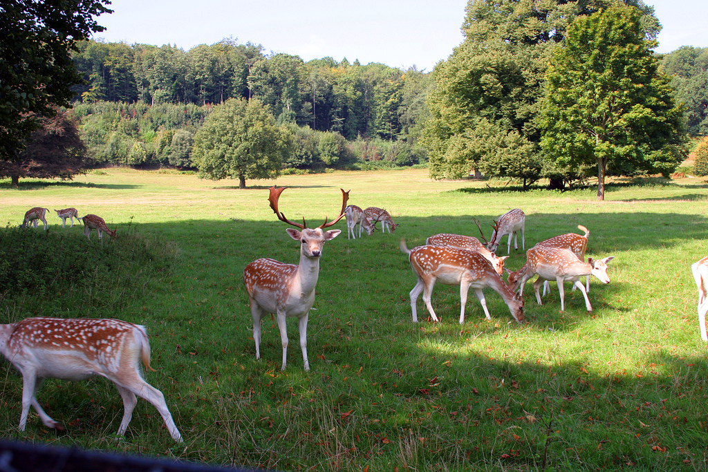 Ashton Court Estate Matt