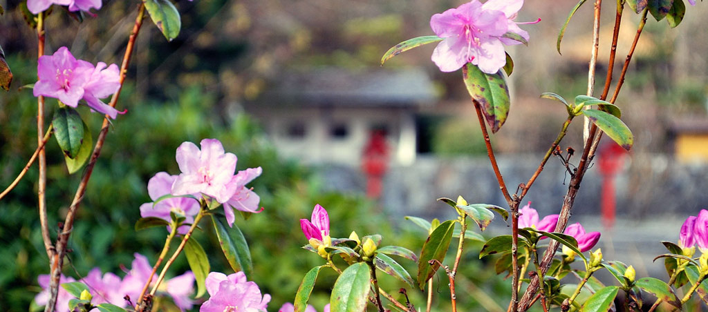 Japanese Garden, Asian Ensemble